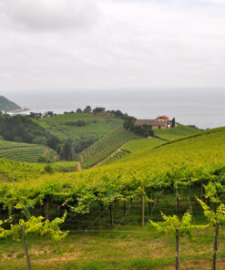 Txakoli-Bodega Txomin Etxaniz in Getaria