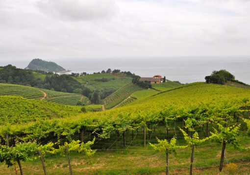 Txakoli-Bodega Txomin Etxaniz in Getaria