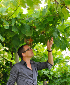 Txakoli-Weinberg der Bodega Txomin Etxaniz in Getaria