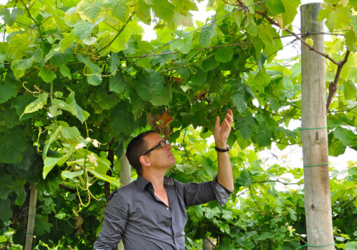 Txakoli-Weinberg der Bodega Txomin Etxaniz in Getaria