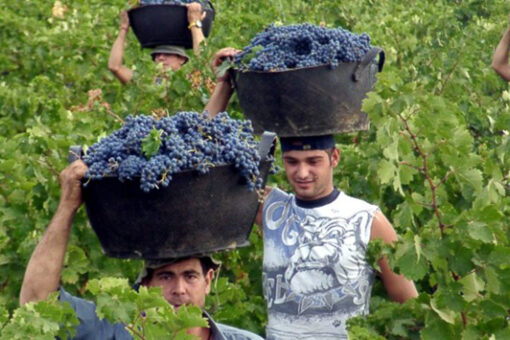 Coloma Selección Merlot 2018 – Bild 3