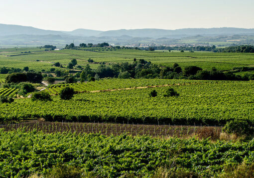 Finca Mas Codina im Penedes