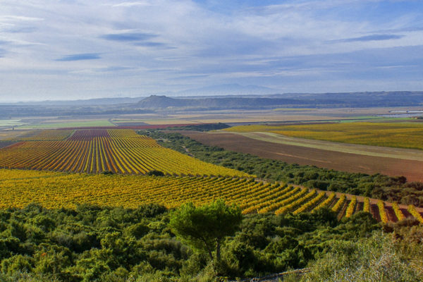 Weinberge von Ochoa, Navarra