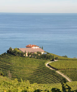 Txakoli-Weingut Txomin-Etzaniz in Getaria