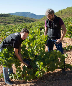 Mala Vida Weinberge, Valencia