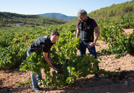 Mala Vida Weinberge, Valencia