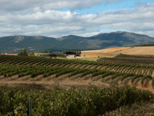 992 Finca Río Negro 2019 – Bild 3