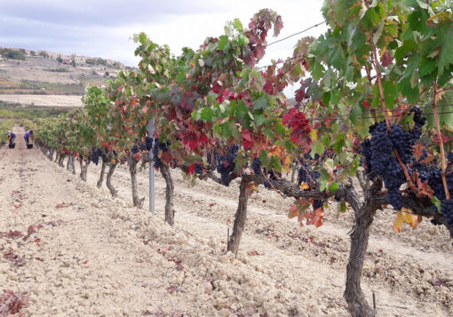 Weinlese Garcia de Olano